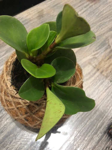 Murah Tanaman Hias Indoor Paperomia Hijau - Jade