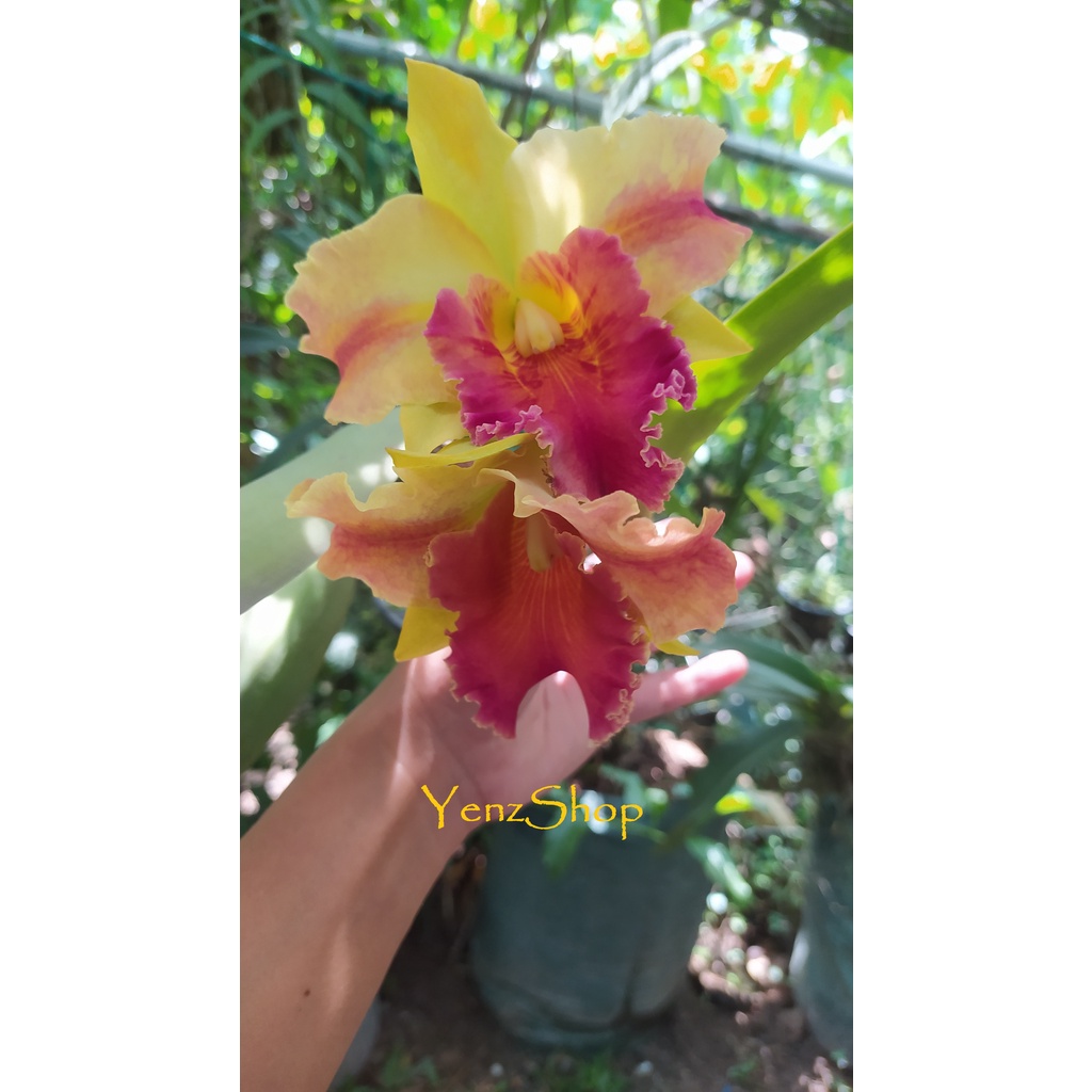 Cattleya Amazing Thai