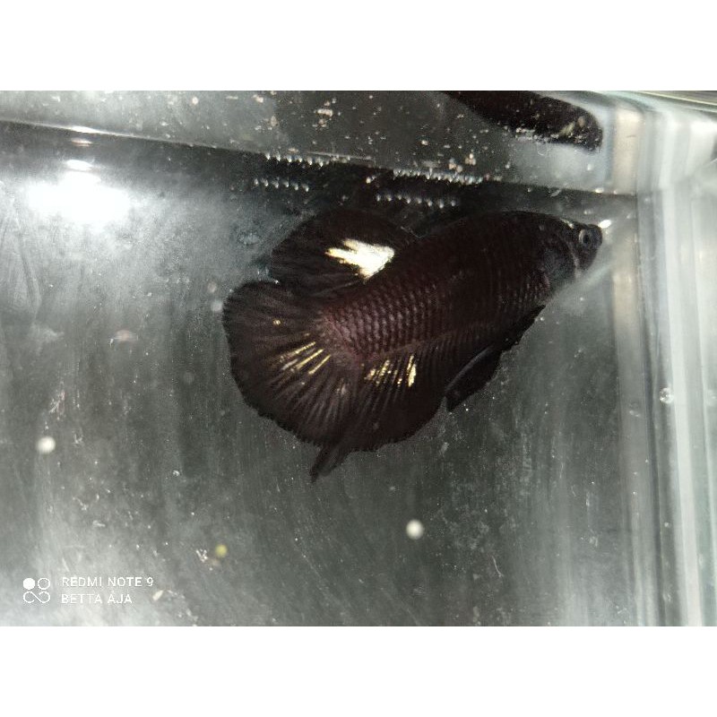 CUPANG RANDOM SIZE M AWAL SEMUA (BUKAN Cendolan)