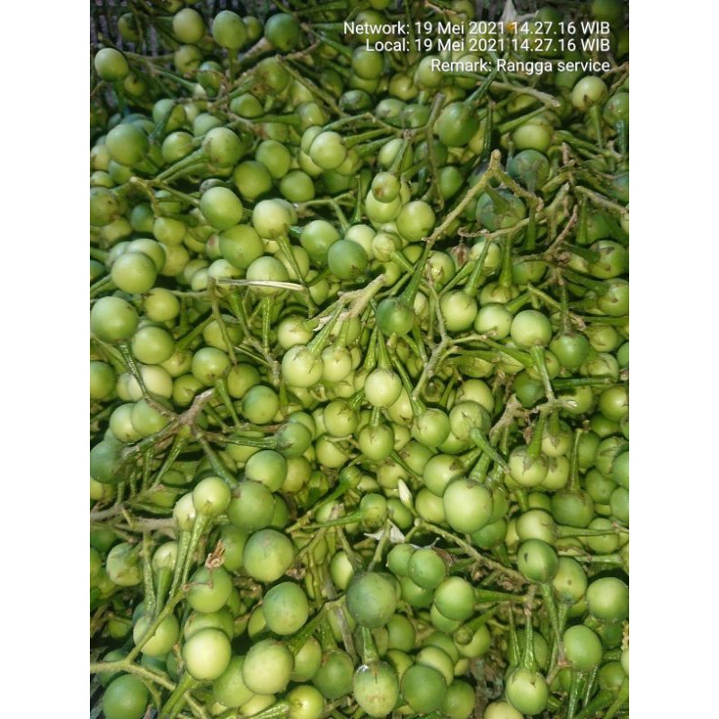 

500 gram CEPOKAK/ TEKOKAK /POKAK masih segar lalapan/sayuran