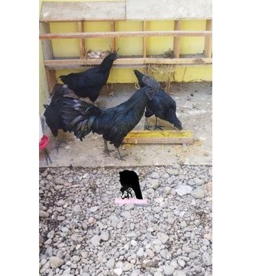 Lagi Tren.. Telur Ayam Cemani Asli