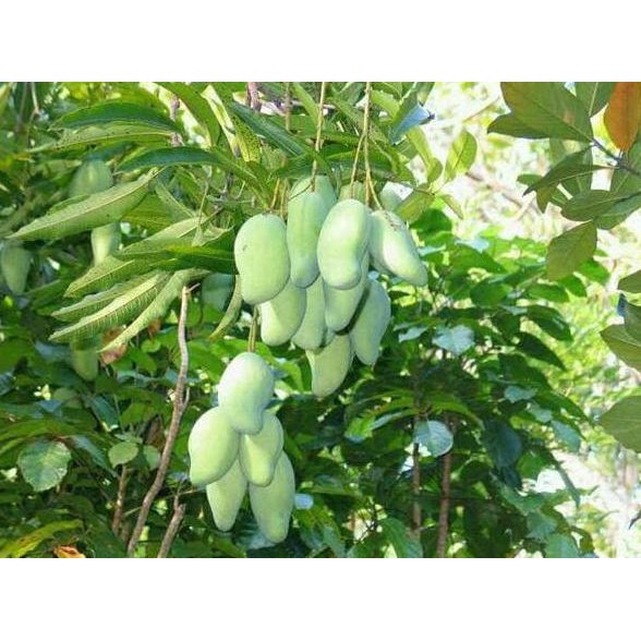 hai paket hemat 3 bibit mangga kio jay,irwin dan garifta merah ins3t