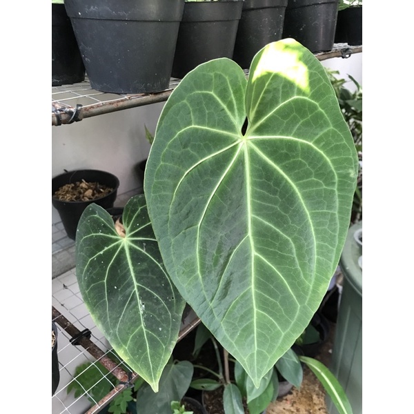 kuping gajah magnivicum verde