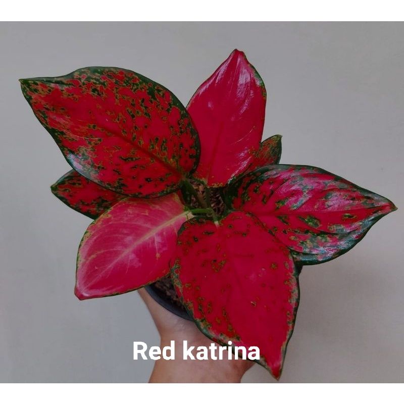 Bibit bonggol aglonema Red Katrina Spesial (TANAMAN ASLI) SUMTRAFOREST