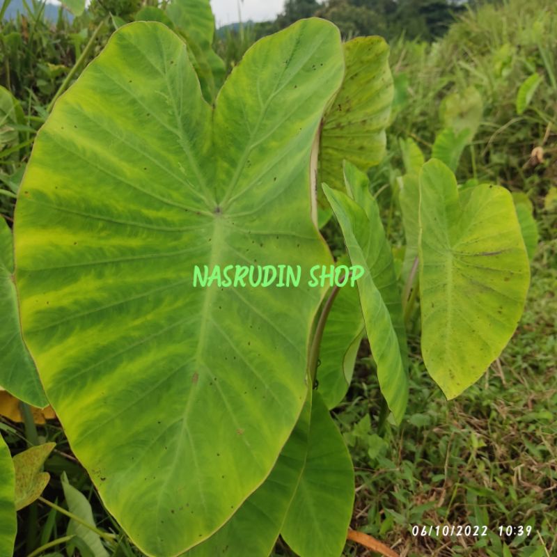 

[Fresh] BIBIT TALAS BOLANG CABUTAN / BIBIT DAUN TALAS LIAR