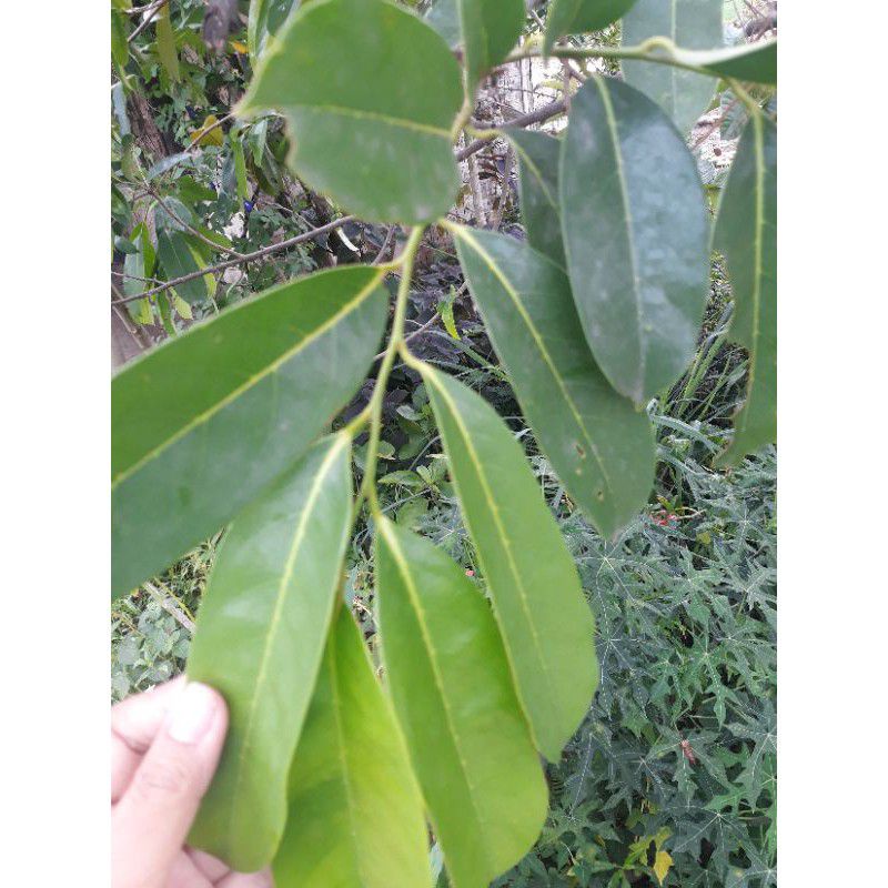

Daun sirsak 50 gram
