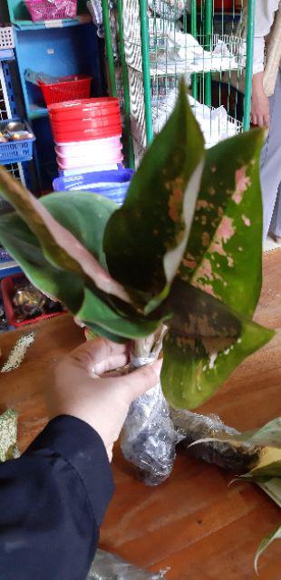 Aglonema Kochin Aglaonema Cochin