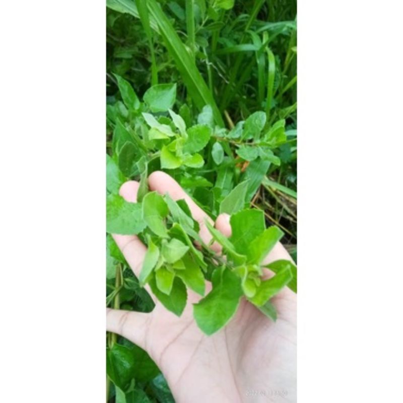 

beluntas segar 50lmbr