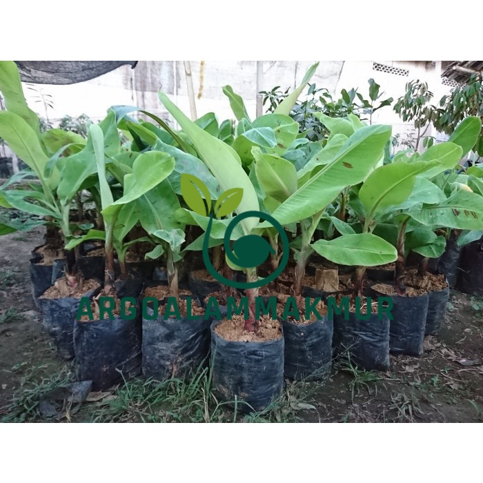 Bibit Tanaman Pisang Sunpride