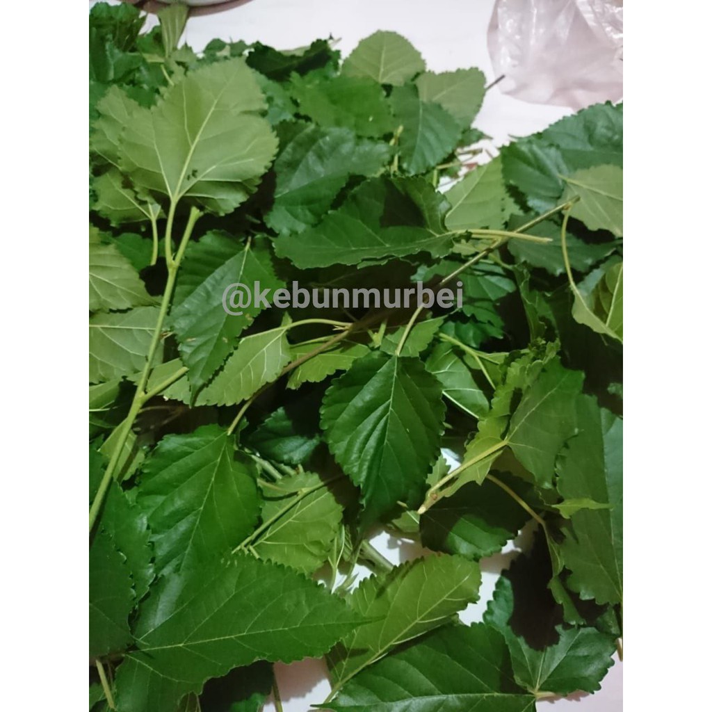 

Daun Murbei Segar perhelai