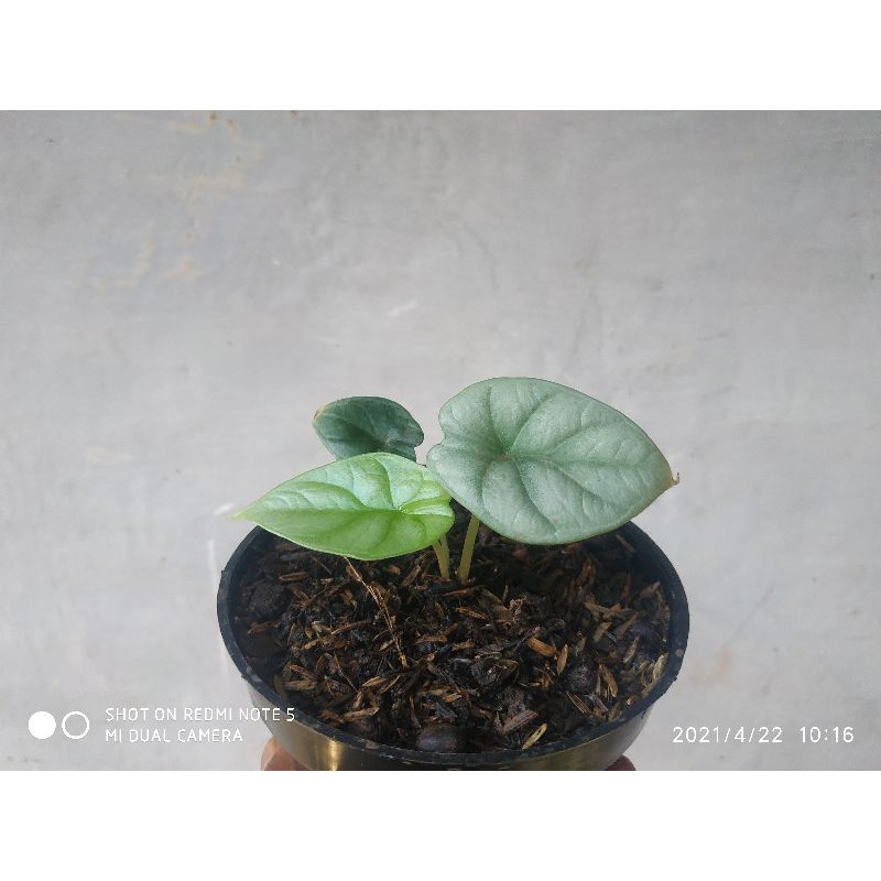 Alocasia Dragon Silver ( Bibit /Anakan )