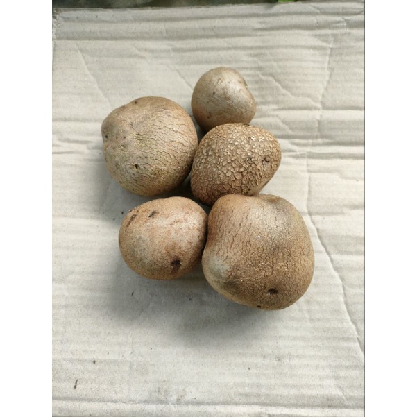 

umbi gantung per 1kg