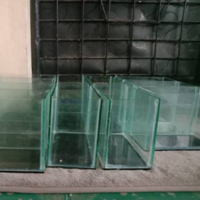 Soliter, aquarium, akuarium, ikan, guppy, ikan hias, arwana, cupang