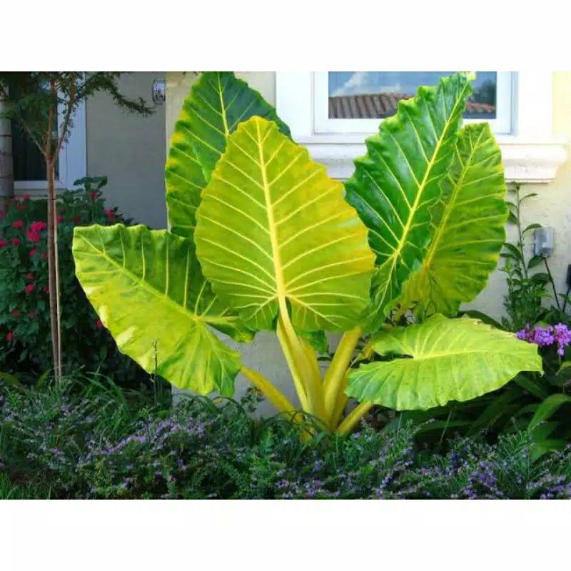 Promo tanaman hias keladi sente keladi jumbo hijau