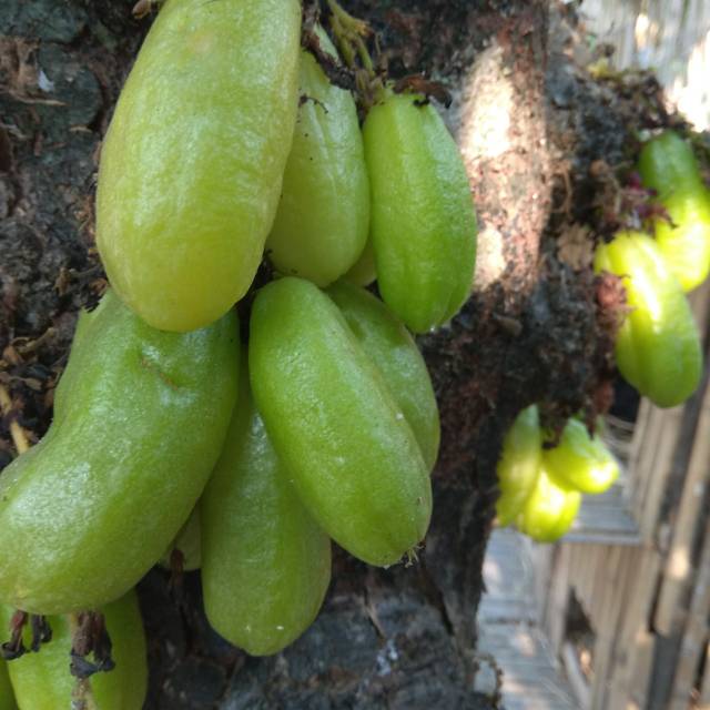 

Belimbing wuluh segar