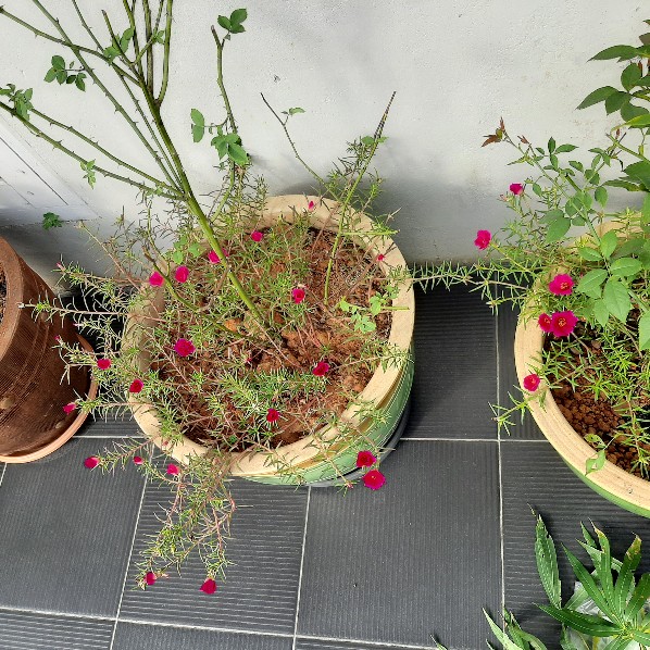 Sprei/seprai Selip Karakter Ukuran 180x200 Tinggi 20 Kasur No 1 Sprei King Size Motif Murah | Bonita