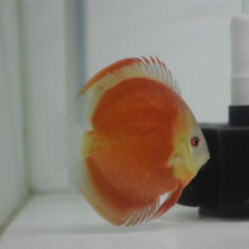 ikan discus sun merah ukuran 2in