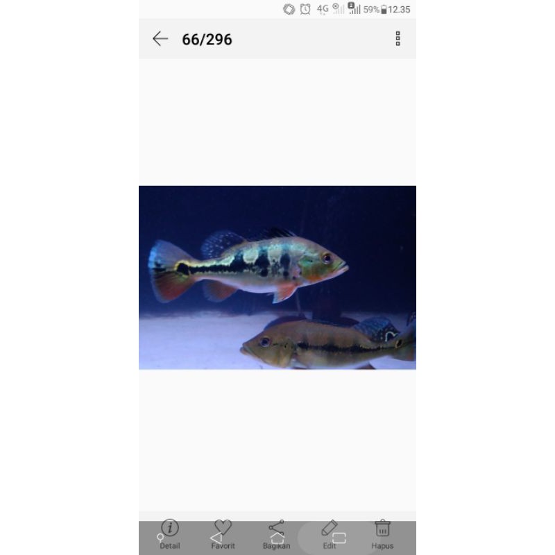 Pbass monocullus uk 4-5  (indukan Good Marking)