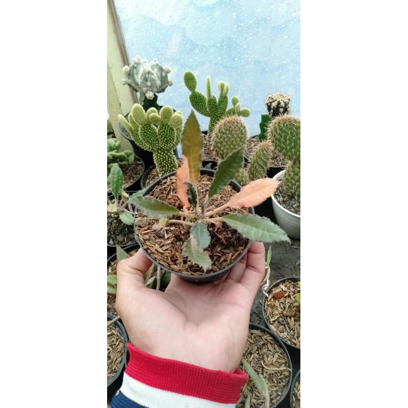 Sukulen Dorstenia Crispa