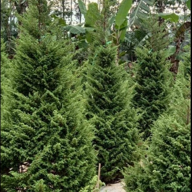 pohon cemara natal 2 meter