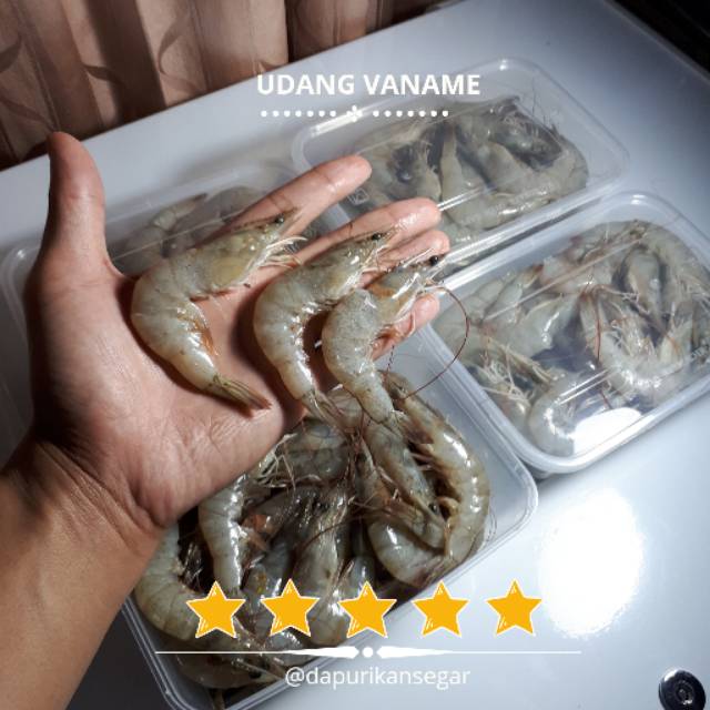 

Udang Vaname / Udang Panami