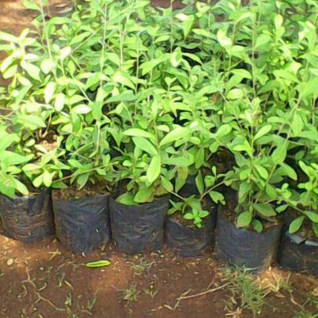 Tanaman Lee Kwan Yew / Lee Kwan Yu