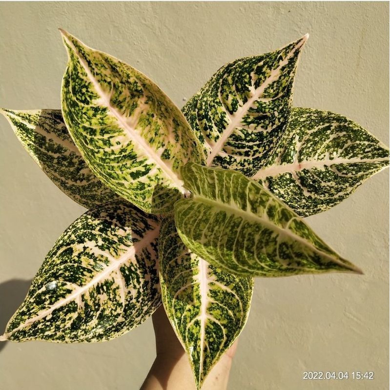 Aglonema Mutiara Lokal Tanaman Hias Aglonema Mutiara Bunga Hias Aglaonema Mutiara Salju
