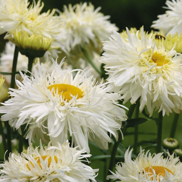 Benih Bibit Biji - Bunga Chrysanthemum Crazy Daisy Krisan (Leucanthemum x superbum) Flower Seeds - IMPORT