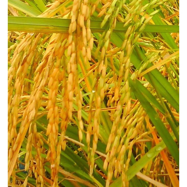 biji/benih/bibit tanaman padi merah /100 biji