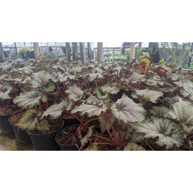 begonia keong pink (REAL PICT) - begunia ungu pink - Tanaman daun