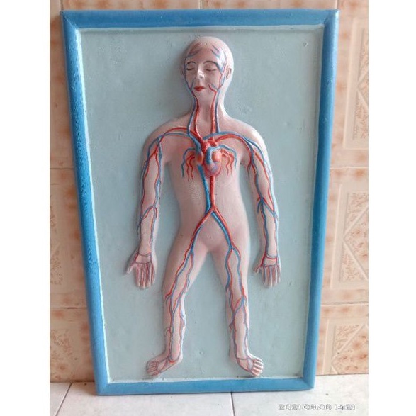 

pembuluh darah manusia alat peraga pendidikan