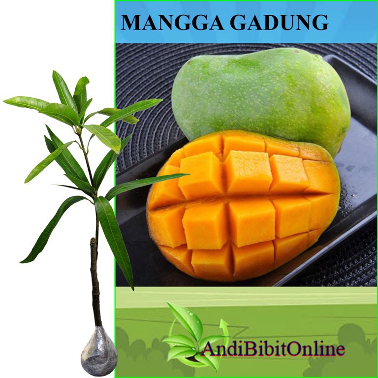 Tanaman Mangga Gadung - Bibit Mangga Gadung