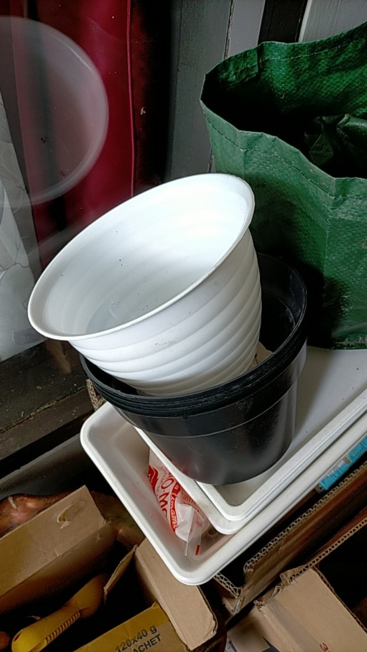 Pot Tawon /pot Nanas 17