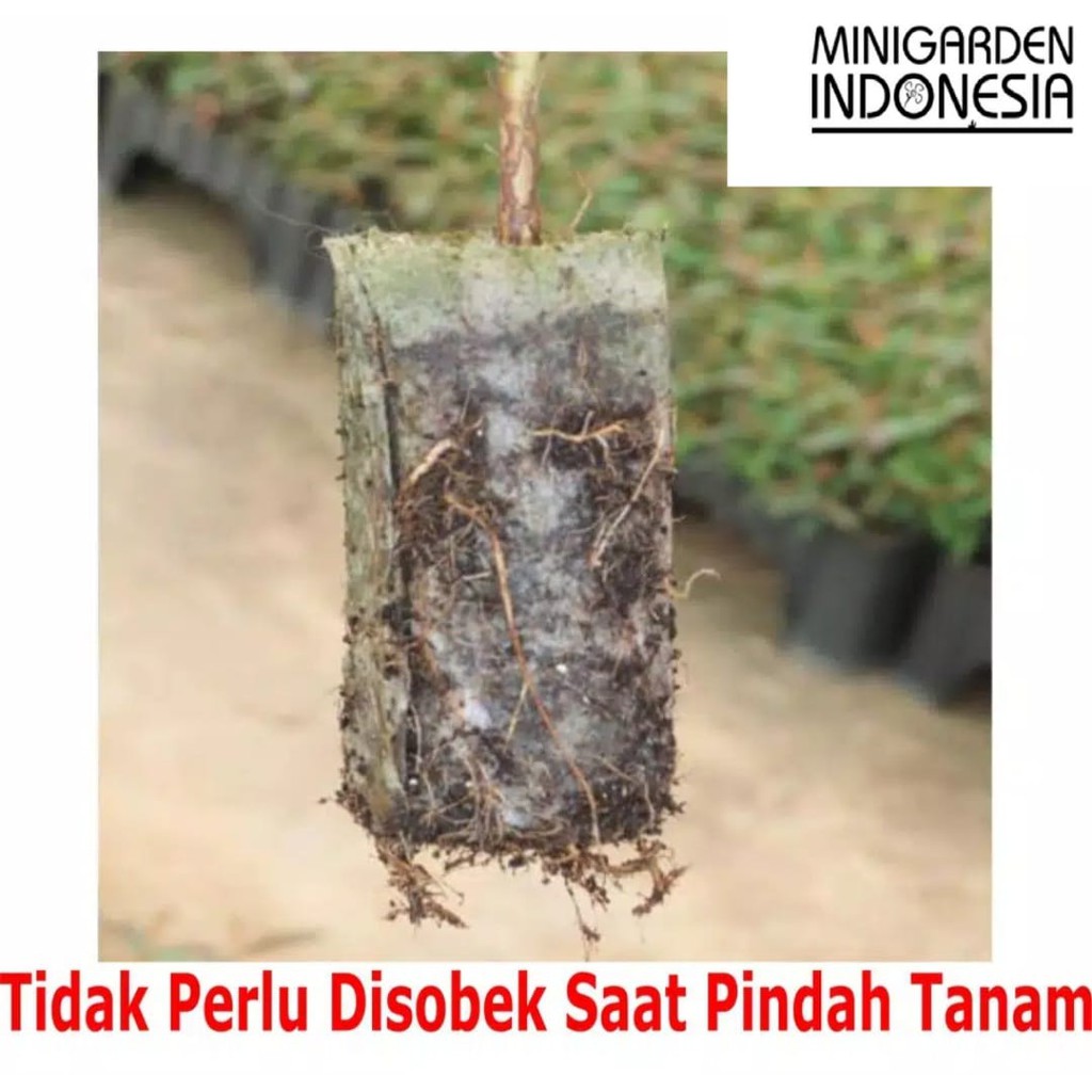 SEEDLING BAG ECERAN 1 LEMBAR pot biodegradable polybag semai benih bibit nursery pot non woven planterbag