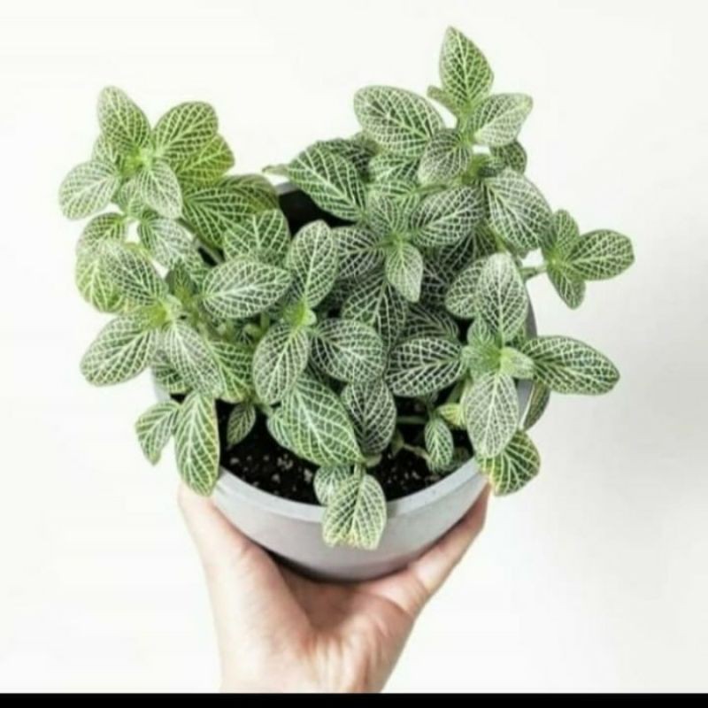 jual tanaman hias-episcia mutiara-bibit tanaman hias-episcia mutiara