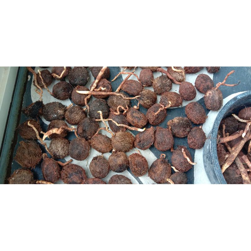 bibit lontar