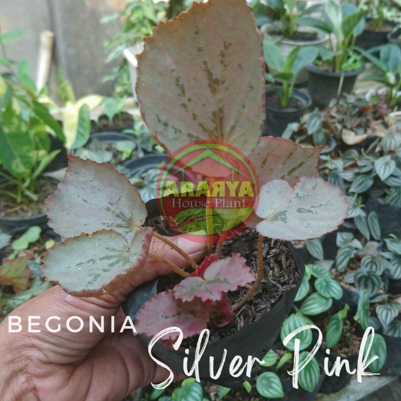 Begonia Silver Pink Gantung Tanaman Hias Begonia