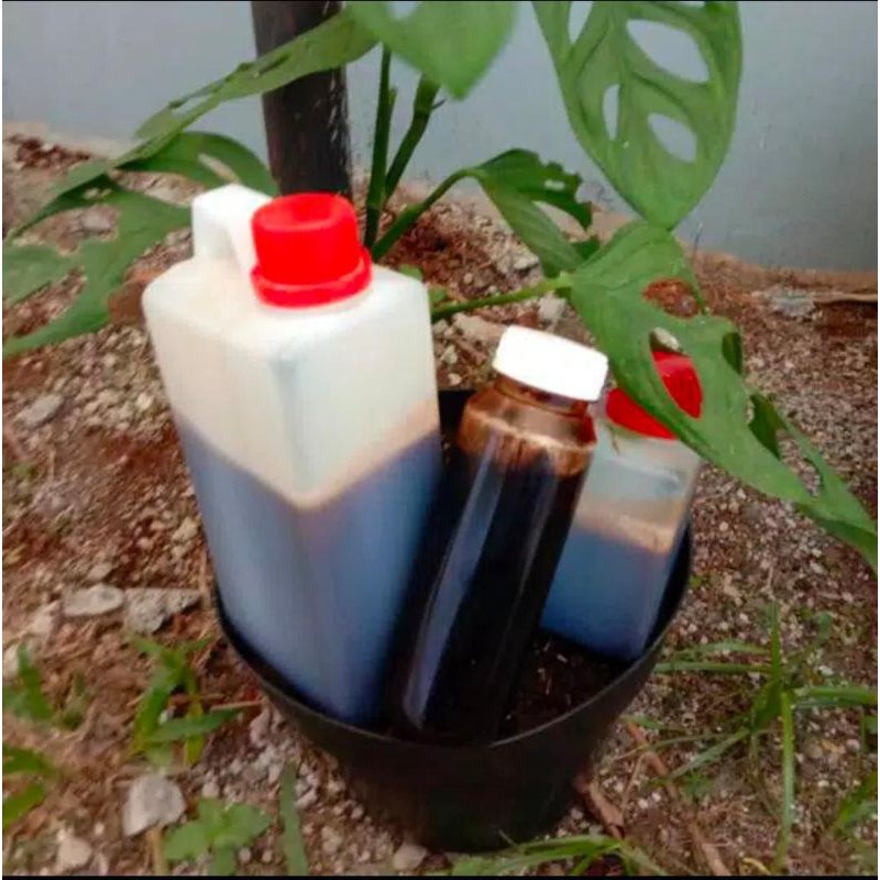 

Madu pahit herbal