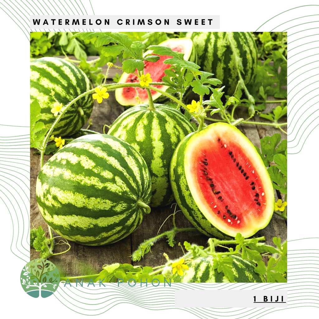 Benih Bibit Biji - Watermelon Crimson Sweet Semangka Bulat Merah Super Manis Seeds - IMPORT