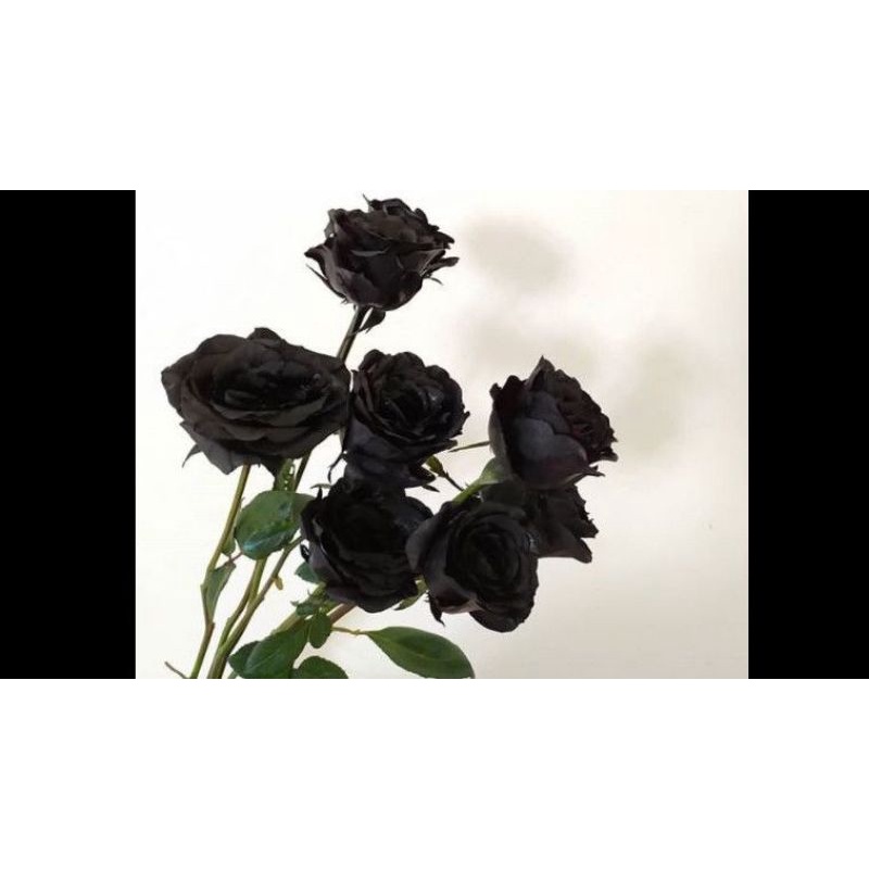 Tanaman hias mawar bunga hitam / tanaman bunga hidup / tanaman hias mawar