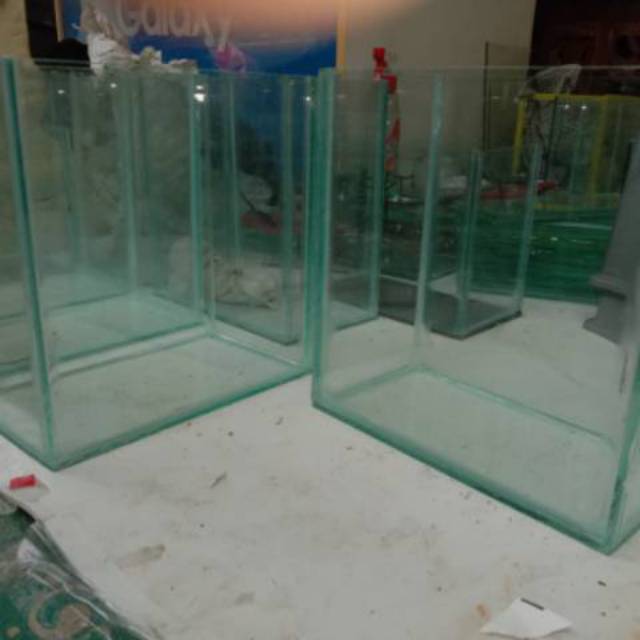 SOLITER, AKUARIUM, AQUARIUM, guppy, cupang, arwana, predator, ikan, ikan hias, aligator, koki