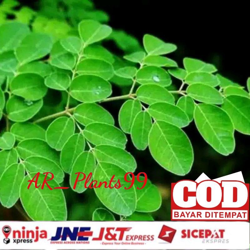 Daun kelor segar 100 gram