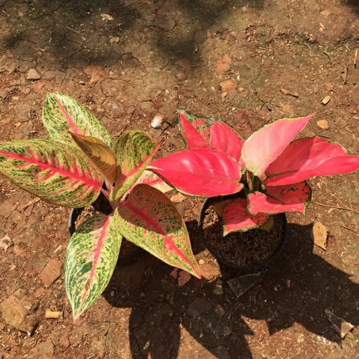 promo Paket tanaman hias aglonema legacy+dut anjamani