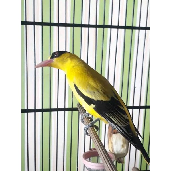 BURUNG KEPODANG BALI