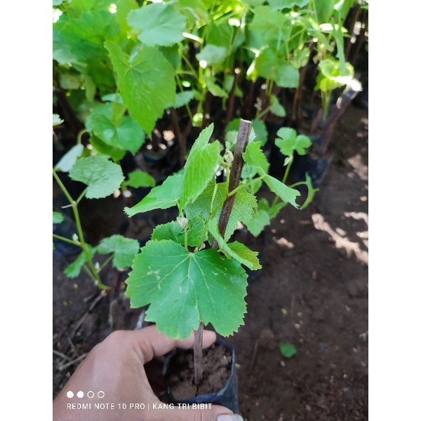 Bibit anggur 1 paket berisi 4 jenis bibit anggur super manis( 4 jenis anggur super cepat berbuah)