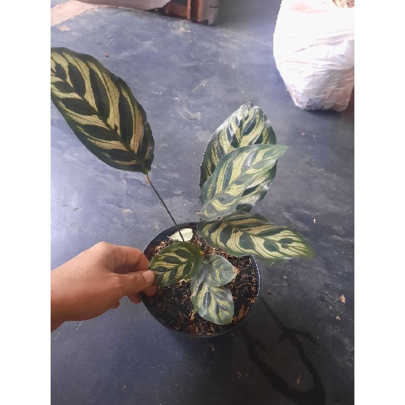 Calathea Makoyana Import