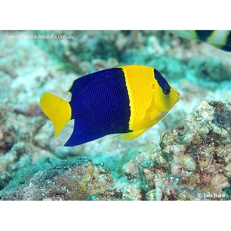 ikan hias air laut angel/ ikan biru kuningikan hias air laut angel/ ikan biru kuning