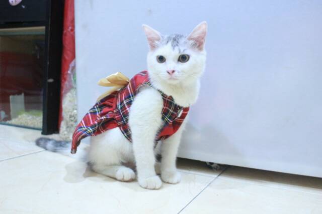 Dress kotak-kotak merah untuk kucing &amp; anjing /Jual Baju Kucing Terlengkap &amp; Berkualitas size S-XL