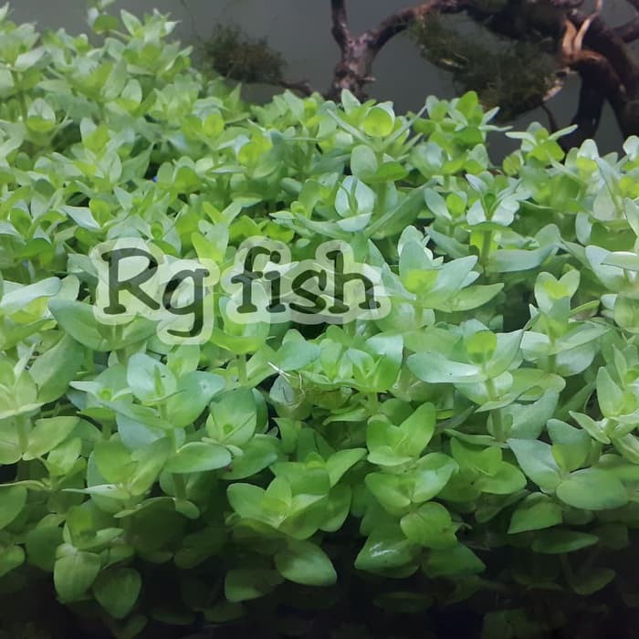 Tanaman Aquascape Bacopa Caroliniana Murah Shopee Indonesia