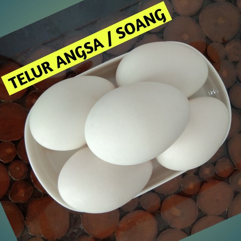 

Telur angsa untuk konsumsi